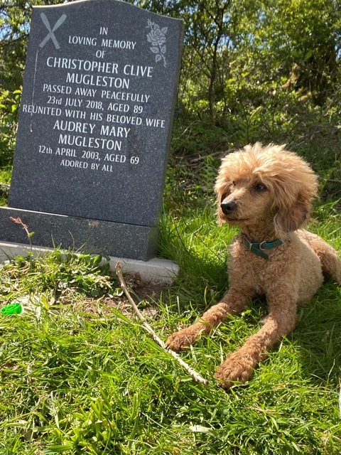 Paddy (17)