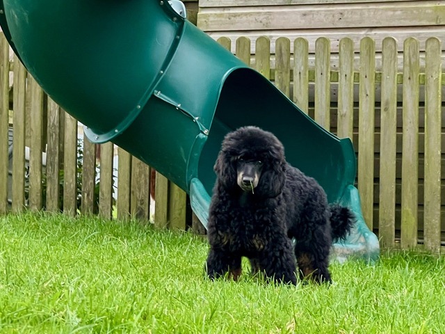 benji1