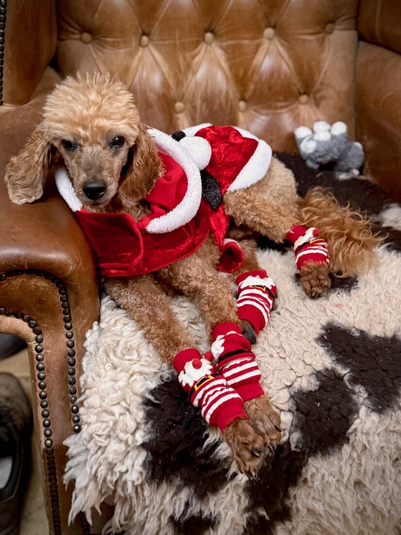 Paddy Christmas 2025 1