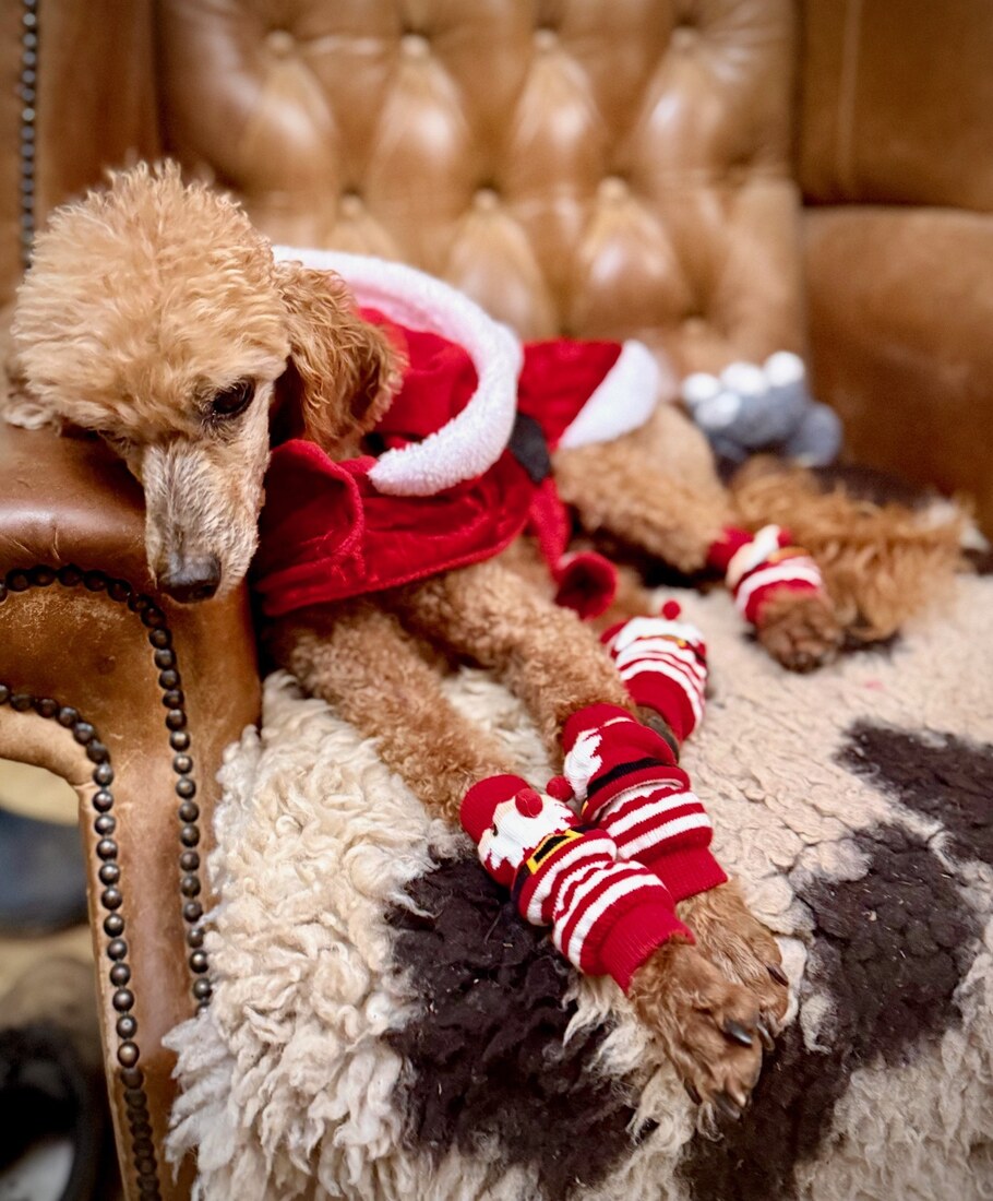 Paddy Christmas 2025 3