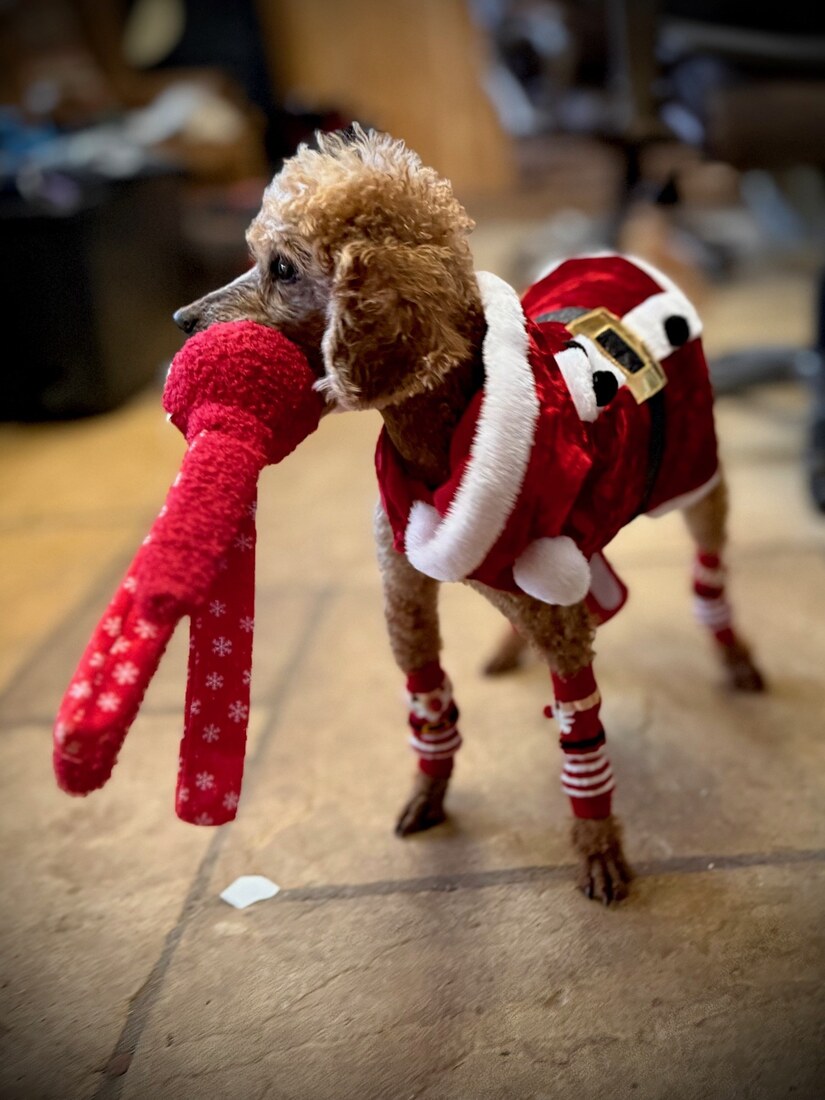 Paddy Christmas 2025 2