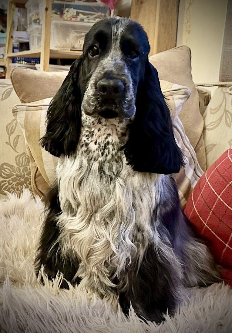 bluey front on