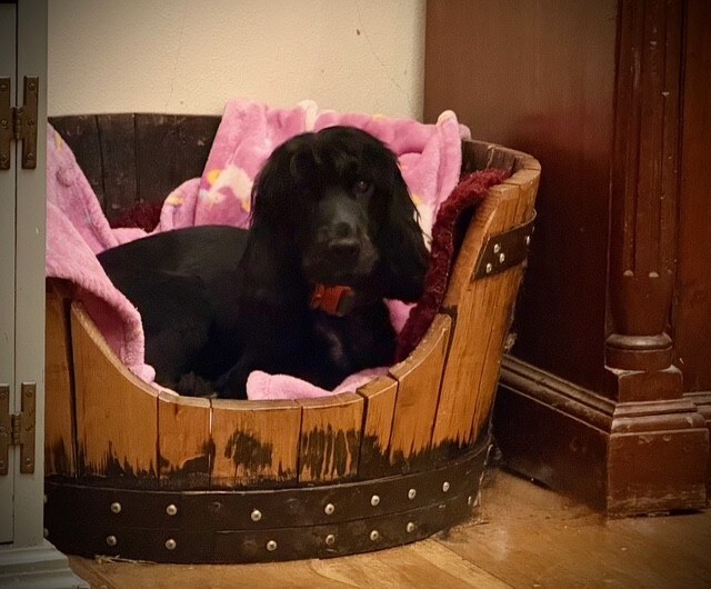 Luna barrel bed