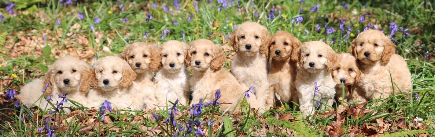 red cockapoo breeders