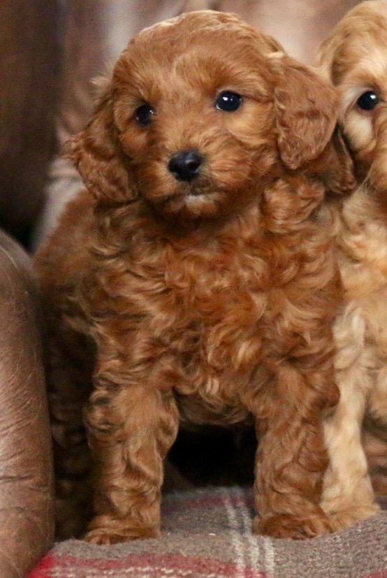 red f1 cockapoo