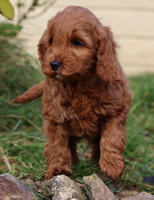 cockapoo ginger puppy