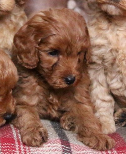 ginger cockapoo for sale