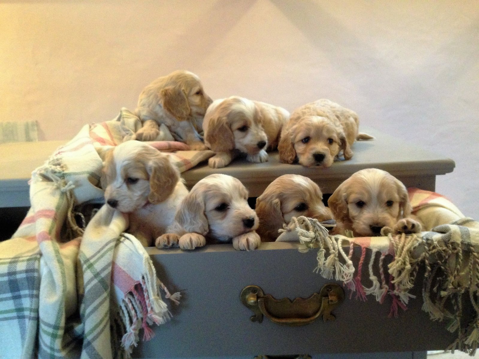 cockapoo cavalier puppies