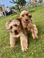 Hallslake Rocket & Comet (Rocket is darker red, Comet slightly lighter.  They are full, litter sisters. )