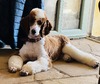 Imperial Iron - Tux (Tux is  a Moyen  Poodle, which is a Mini x Standard, so he is larger than our miniature poodles)