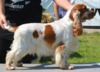 Corralet Pictured Orange (RUDI - Now retired and living locally as a much loved pet.)