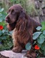 Serci X-Mas Choc Half Candy Half Biscuit (IMP SRB) (Bella (no longer breeding))